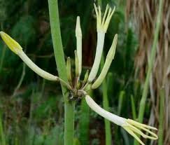 Image result for Ceropegia multiflora