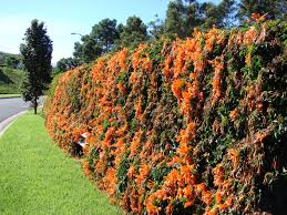 Image result for Pyrostegia