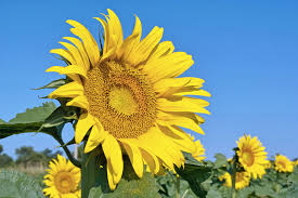 Black oil sunflower growth stages. How Long After Sowing Seeds Will A Sunflower Bloom