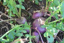 Turnip (brassica rapa l.) is a root brassica crop and has been used as a vegetable for human consumption in europe since prehistoric times. Purple Top Turnips For Food Plots Deer Creek Seed