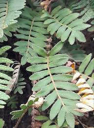 Image result for Pleopeltis