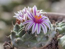 Image result for Habenaria microsaccus