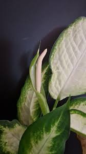 Image result for dieffenbachia flower