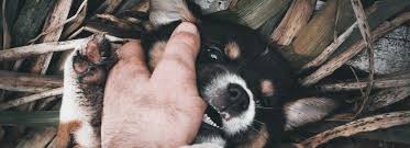 Puppy biting can become a problem behavior if not nipped in the bud. Puppy Training Guide Pet Circle
