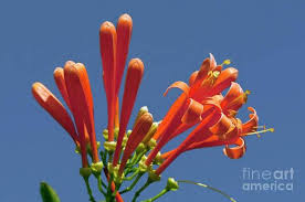 Image result for Pyrostegia