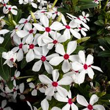Image result for Catharanthus