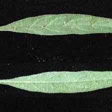 Image result for Hermbstaedtia scabra