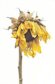 Robert Llewellyn Leslie Van Stavern Millar Ii Page Bond Gallery Sunflower Art Sunflower Drawing Dying Flowers