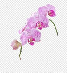 Visualizza altre idee su immagini di fiori, fiori, immagini. Orchidea Fiori Hd Png Pngegg