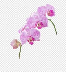 Foto hd fiori 69 opere. Orchidea Fiori Hd Png Pngegg
