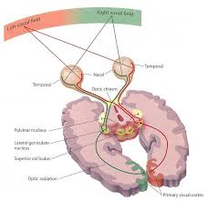 Neuroanatomy Special Sense Understand 2nd Year Medicine Brain Anatomy Human Anatomy And Physiology Medical Anatomy