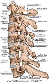 Pin On Muscles