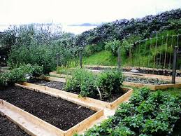 Explore the present vegetation, and determine its qualities and uses. Raised Beds Permaculture Association