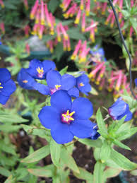 Image result for Anagallis elegantula