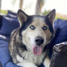 LOOKING TO FIND FAMILY BY THANKSGIVING! 🦃 Hello! I want to thank all of  you who liked my last post and especially those who shared! I know my  forever family is out