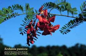 Image result for Sesbania tetraptera