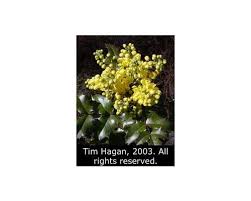 Image result for Macledium plantaginifolium