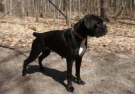 Black Boxer Dog Jpg 1966 1371 Boxer Dogs Boxer Dog Pictures White Boxer Dogs