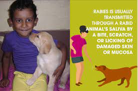 In most states, the first rabies vaccination is generally given to puppies at or before 16 weeks of age. Rabies Diagnostic Unit University Of Peradeniya