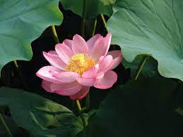 7 is a piece by robert schumann and has 2 pages. Lotosblumen Wikipedia