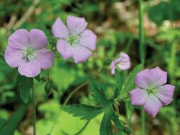 Maybe you would like to learn more about one of these? Wildflower Of The Year 2020 Wild Geranium Geranium Maculatum Virginia Native Plant Society