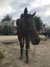 Basic Rules About Horseback Riding For Beginners Fashionactivation Horseback Riding Pretty Horses Horses