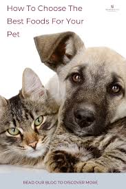 Pin On Canines With Class