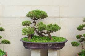 Resultado de imagen para bonsai