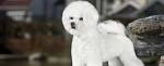 Tidewater Bichon Frise Rescue