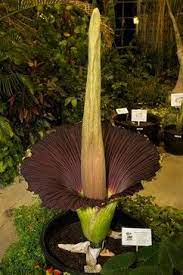 Bunga Bangkai Sumatra Titan Arum Titan Arum Corpse Flower Flowers