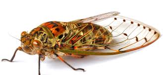 Understanding bearded dragon behavior is key to keeping your pet happy and healthy. 6 Facts About Cicadas The Sound Amplifier Pest Wiki