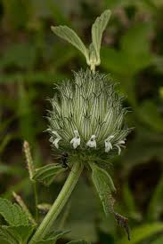 Image result for Acrotome inflata