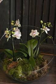 Orchid Terrarium Orchid Terrarium Plants Orchids
