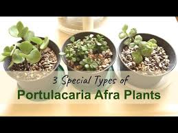 Image result for Portulacaria