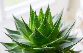Aloë vera komt waarschijnlijk oorspronkelijk uit het. Aloe Vera Una Planta Con Grandes Beneficios Para La Salud Jardineria On
