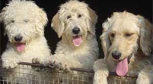 Nuneaton, warwickshire (17.1 miles from warwick) our beautiful labradoodle has just given birth to 8 healthy puppies with colours ranging from dark red to light apricot. Kimberlenes Labradoodle Britain S Premiere Labradoodle Breeders