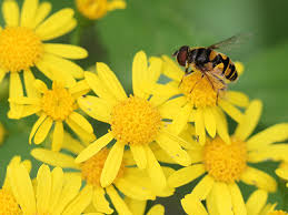 I think i've finally found a match for. Please Don T Feed These Daisies