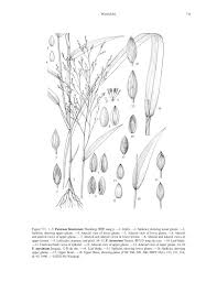 Image result for Panicum maximum