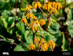Image result for Ligularia sibirica
