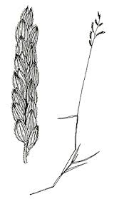 Image result for Moorochloa eruciformis