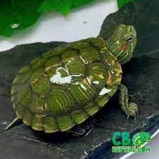 Red Eared Slider Turtle For Sale Online Baby Slider Turtles For Sale Online Buy Slider Turtle For Sale Near Me Turtle Farm Turtle Store