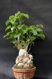 Image result for Ipomoea albivenia