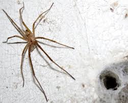 We did not find results for: Courting Kukulcania Hibernalis 1 2 Arachnoboards