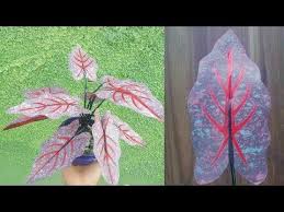 Diy Keladi Unik Dari Plastik Kresek How To Make A Unique Taro From A Plastic Bag Youtube Galeri Unique Plastic Diy