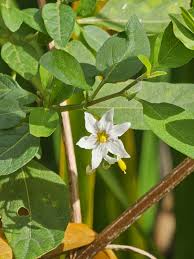 Image result for Solanum chenopodioides