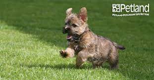 Petland Florida Has Cairn Terrier Puppies For Sale Interested In Finding Out More About The Breed Check Out Cairn Terrier Puppies Cairn Terrier Dog Insurance
