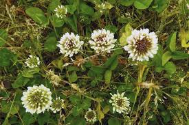 Check spelling or type a new query. Save The Bees And Time And Money By Creating A Bee Lawn
