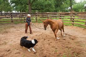The training times and venue are for training purposes those athletes in year 6 move up to the u13's (juniors) generally late february of each year. Life Lessons Handling Weanlings And Yearlings Western Horseman