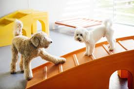 Learning how to socialize a puppy is one of the most critical aspects of being a new dog owner but also one of the most misunderstood and overlooked. How To Socialize Your Puppy During Their First Year Dogtopia