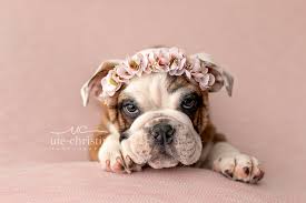 Newborn English Bulldog Puppy Photos For Valentine S Day Popsugar Pets